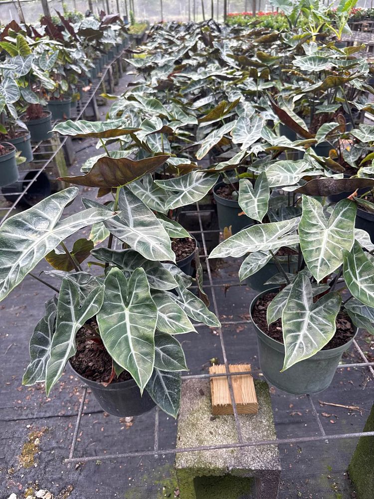 alocasia-ebony-elephant-ear