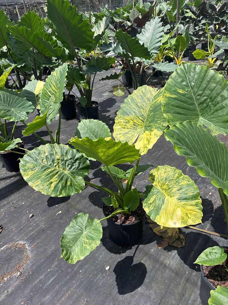alocasia-elephant-ear-legacy-elephant-ear