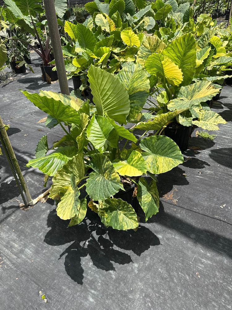 alocasia-elephant-ear-legacy-elephant-ear