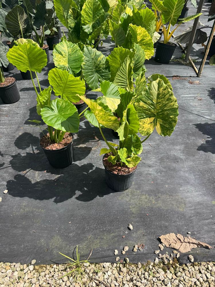 alocasia-elephant-ear-legacy-elephant-ear