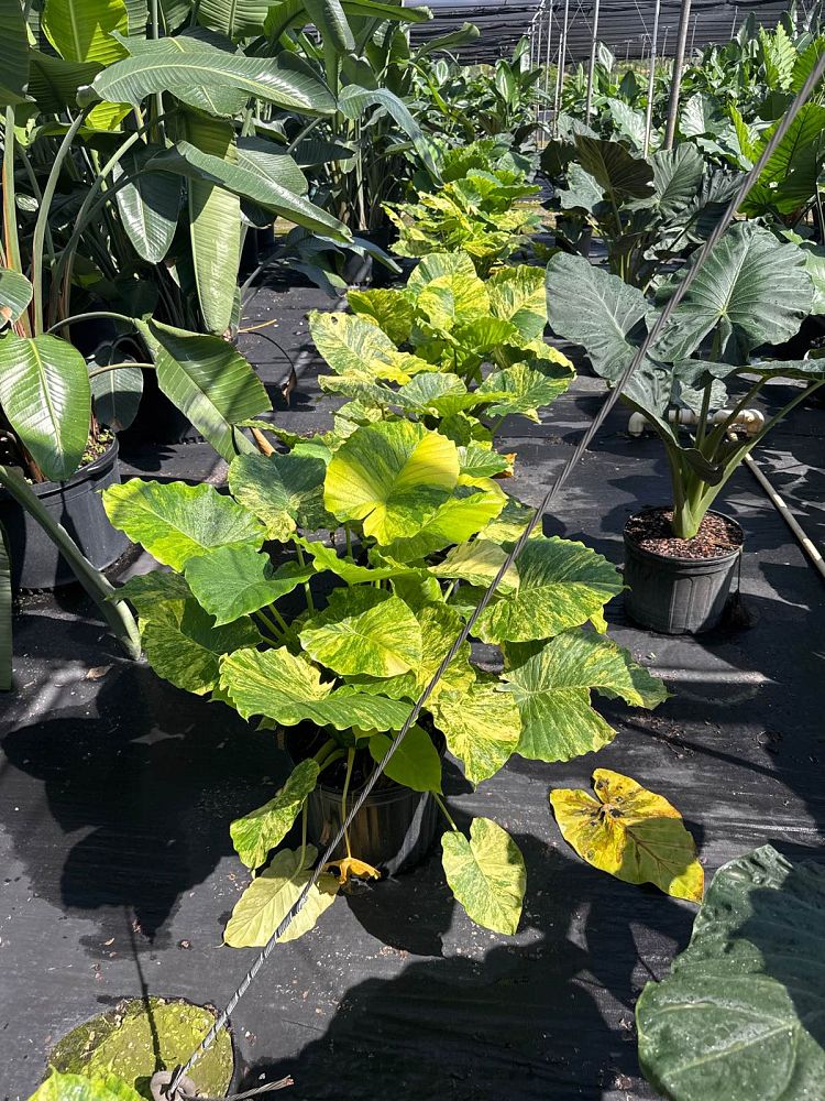 alocasia-elephant-ear-legacy-elephant-ear