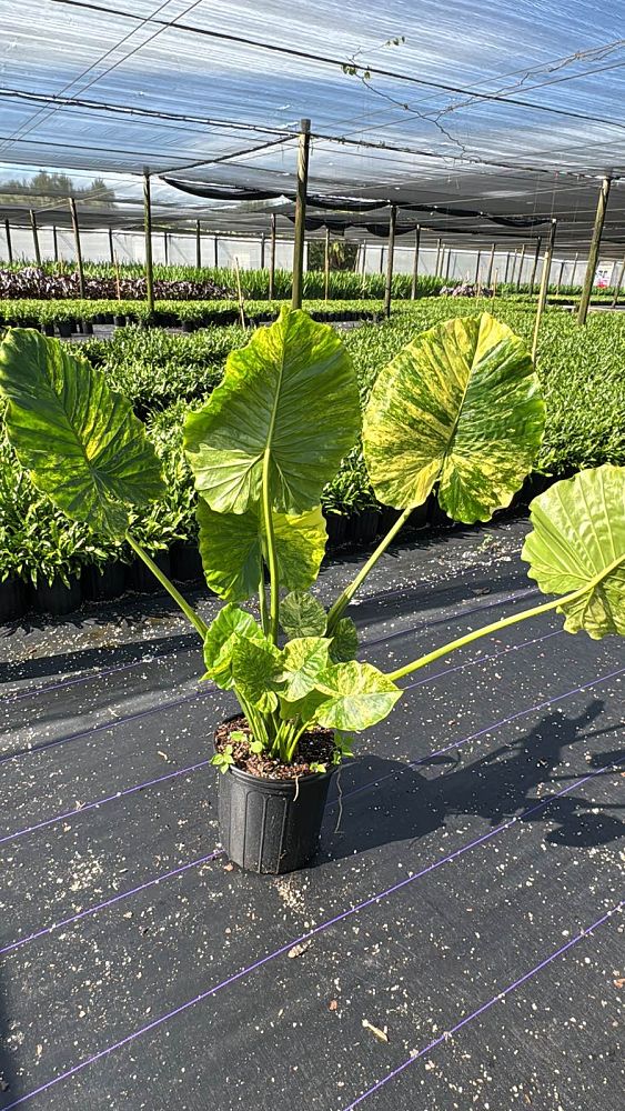 alocasia-elephant-ear-legacy-elephant-ear