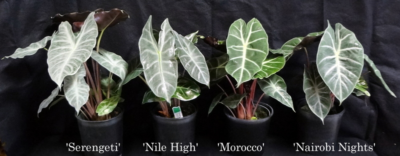 alocasia-elephant-ear