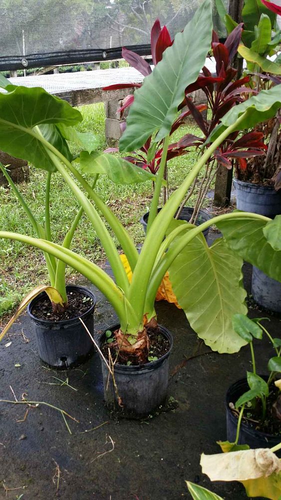 alocasia-elephant-ear