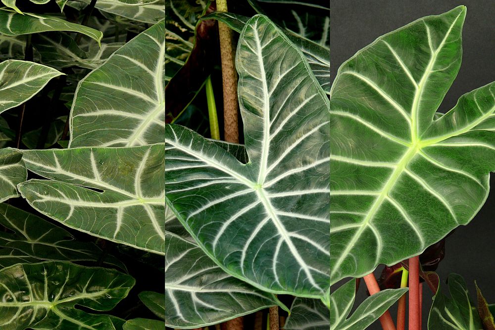 alocasia-elephant-ear