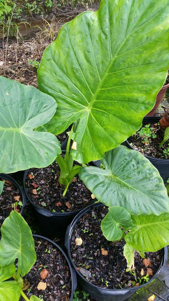 alocasia-elephant-ear