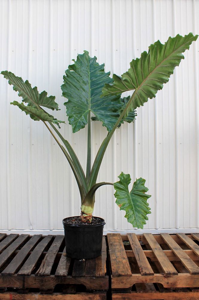 alocasia-elephant-ear