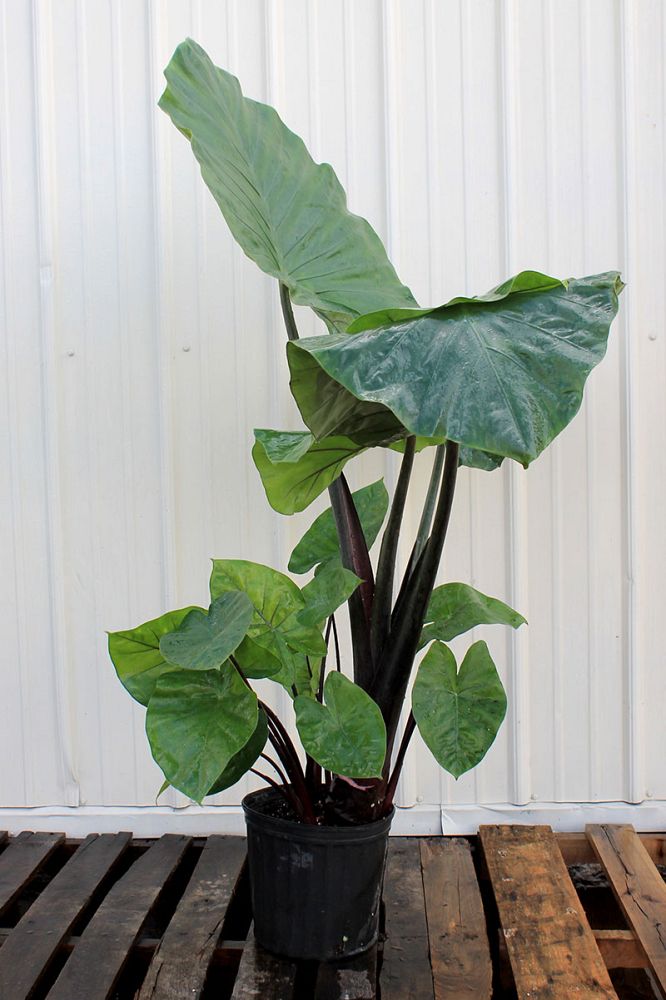 alocasia-elephant-ear