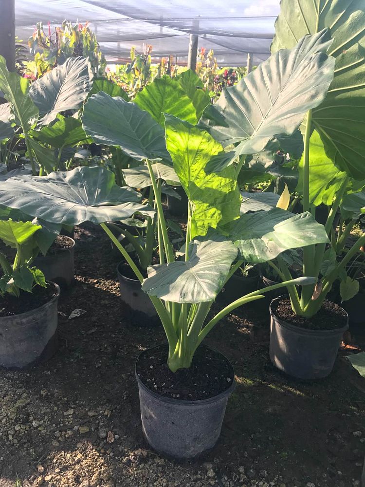 alocasia-elephant-ear