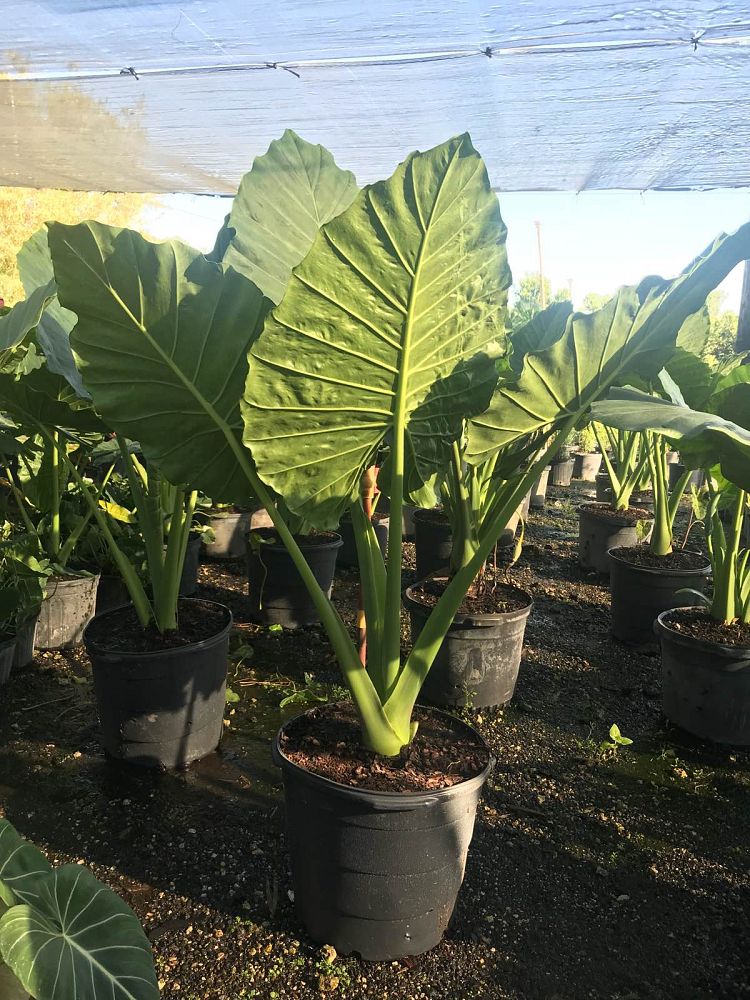 alocasia-elephant-ear