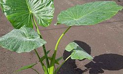 alocasia-elephant-ear