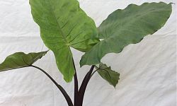 alocasia-elephant-ear