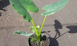 alocasia-elephant-ear