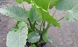 alocasia-elephant-ear