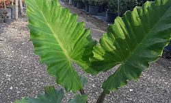 alocasia-elephant-ear