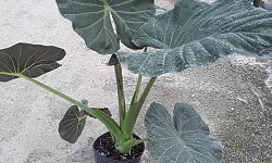 alocasia-elephant-ear