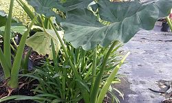 alocasia-elephant-ear