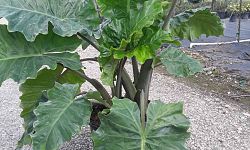 alocasia-elephant-ear