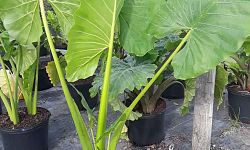 alocasia-elephant-ear
