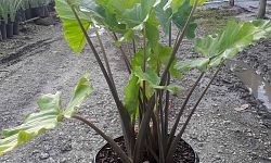 alocasia-elephant-ear