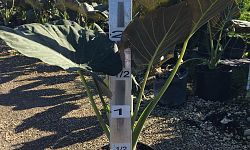 alocasia-elephant-ear