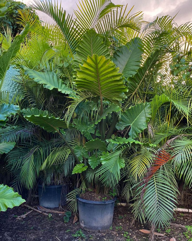 alocasia-elephant-ear