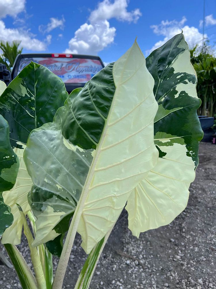 alocasia-elephant-ear