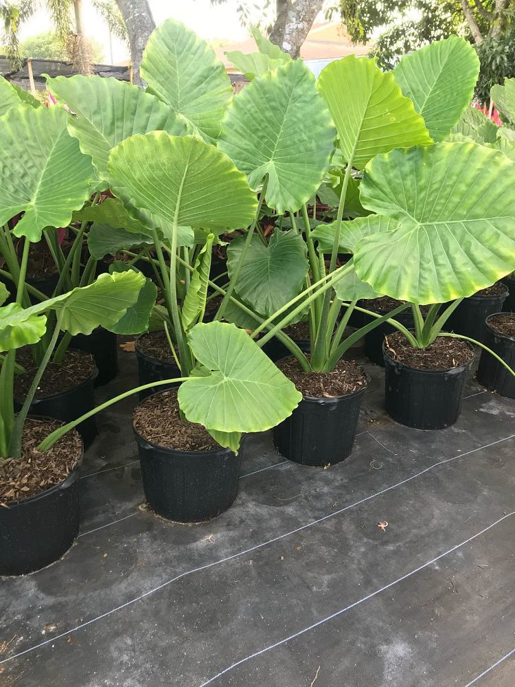alocasia-elephant-ear
