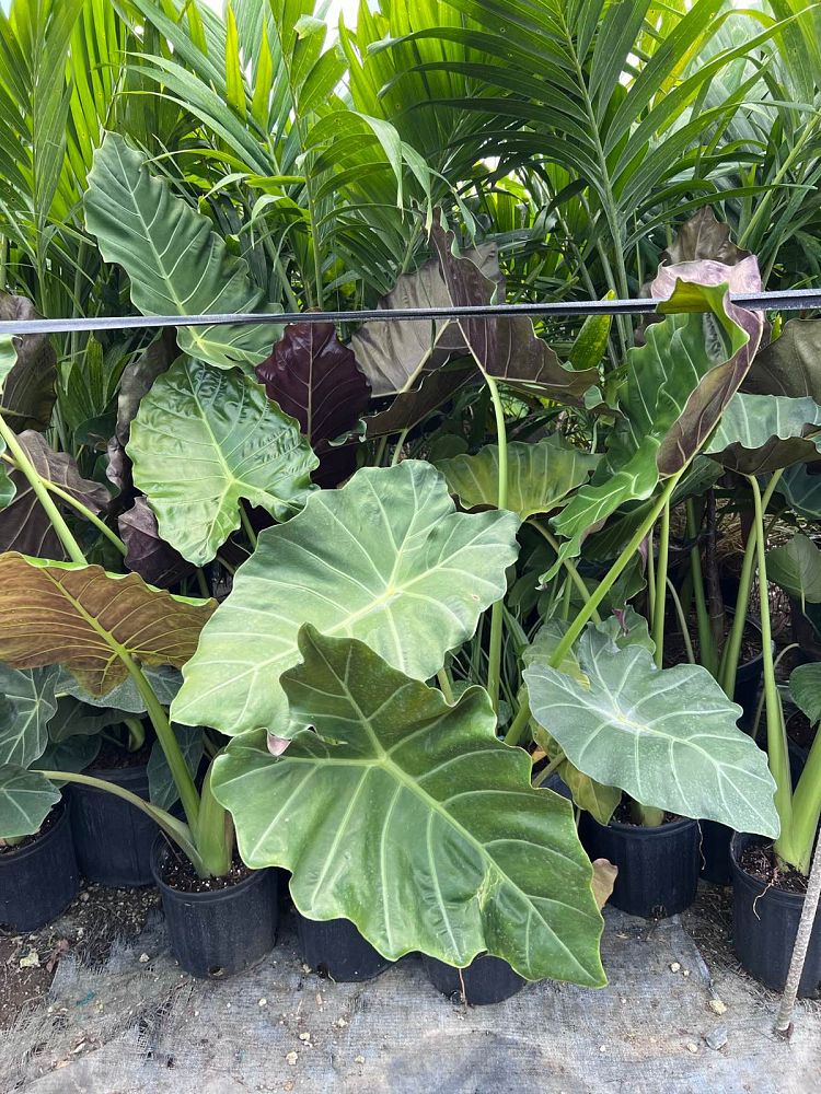 alocasia-elephant-ear