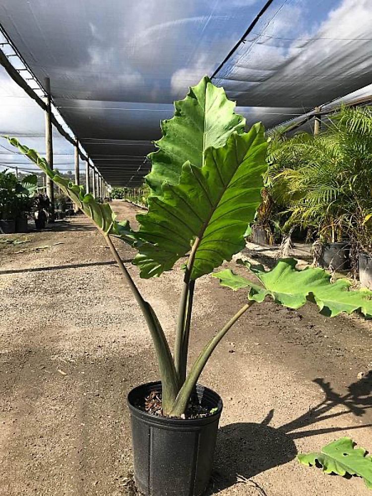 alocasia-elephant-ear