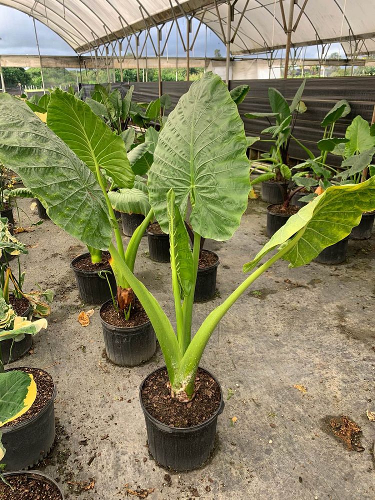 alocasia-elephant-ear