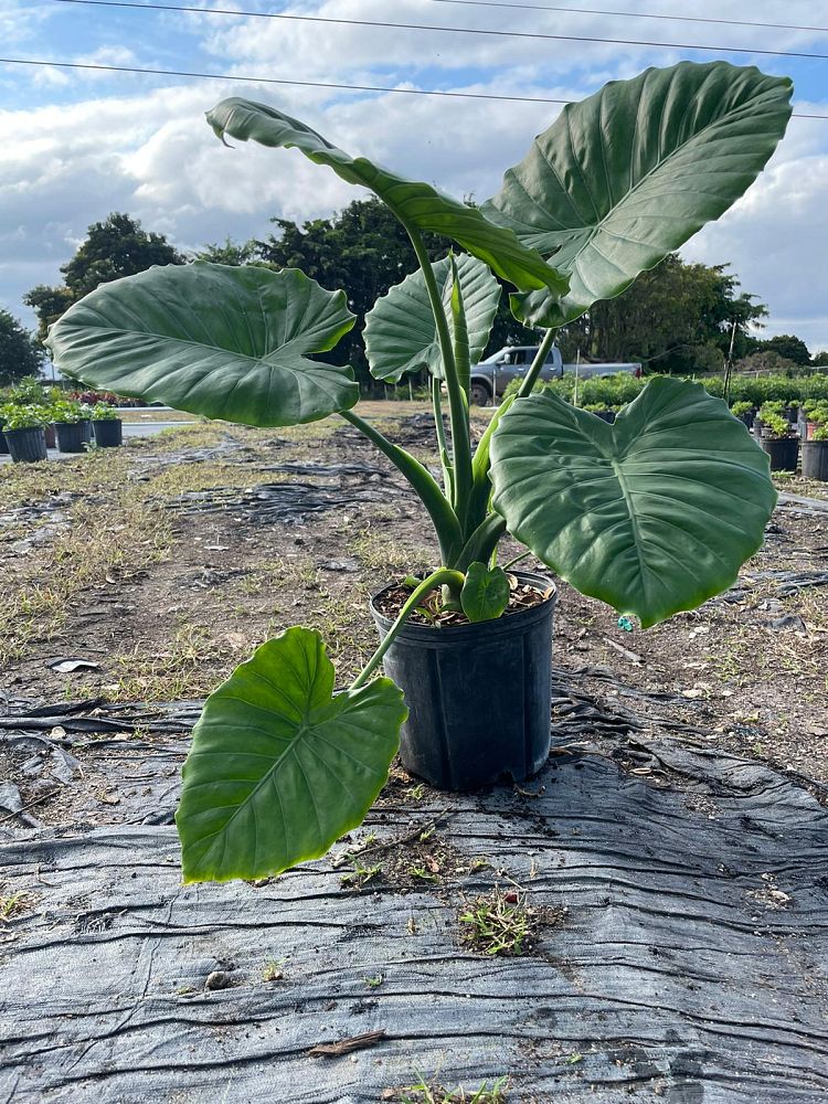 alocasia-elephant-ear