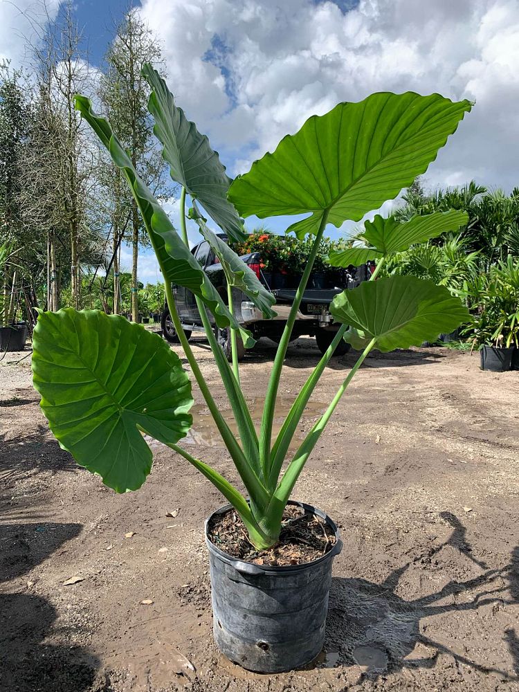 alocasia-elephant-ear