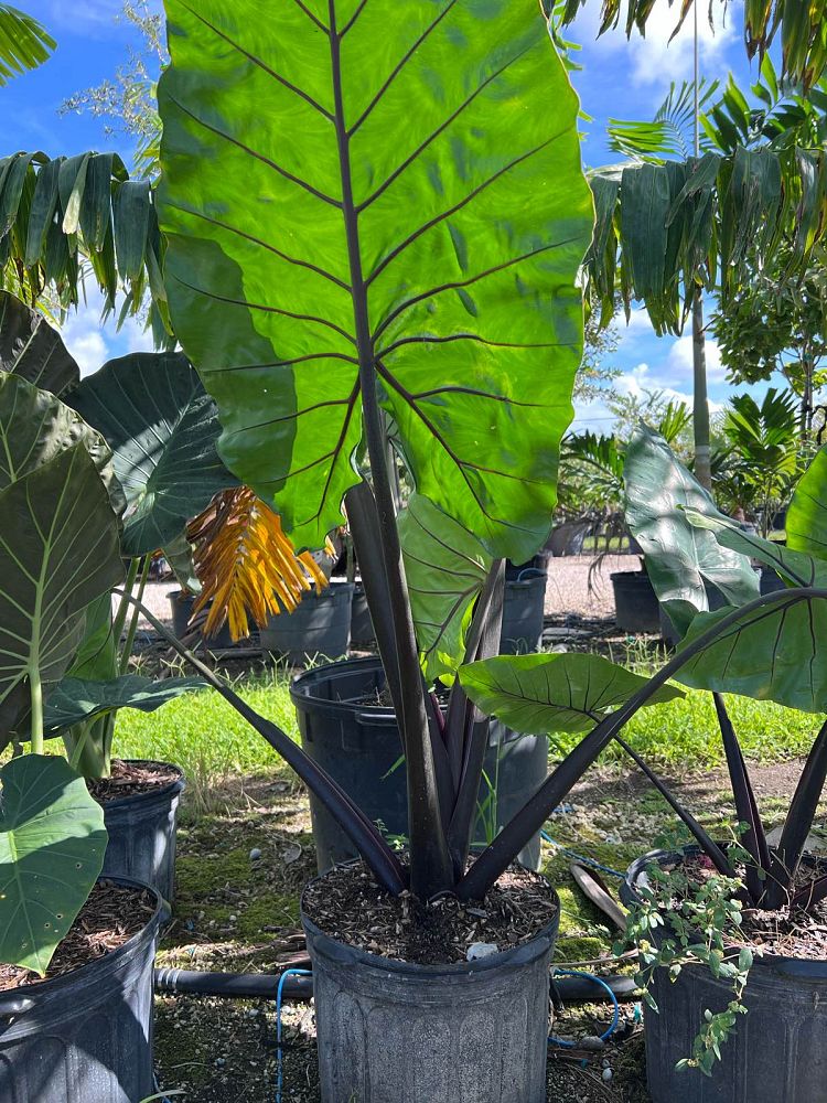 alocasia-elephant-ear