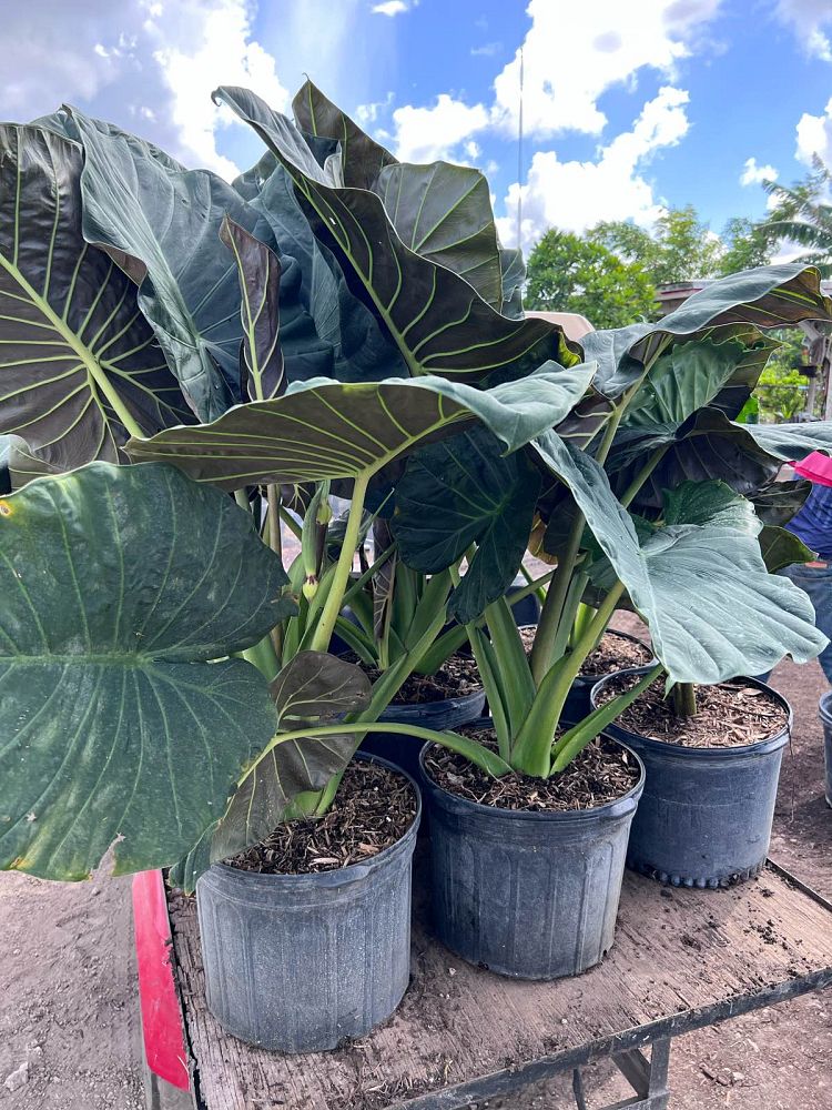 alocasia-elephant-ear