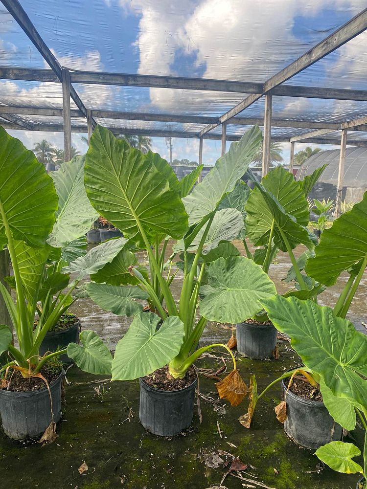 alocasia-elephant-ear