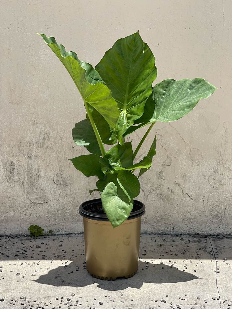 alocasia-elephant-ear