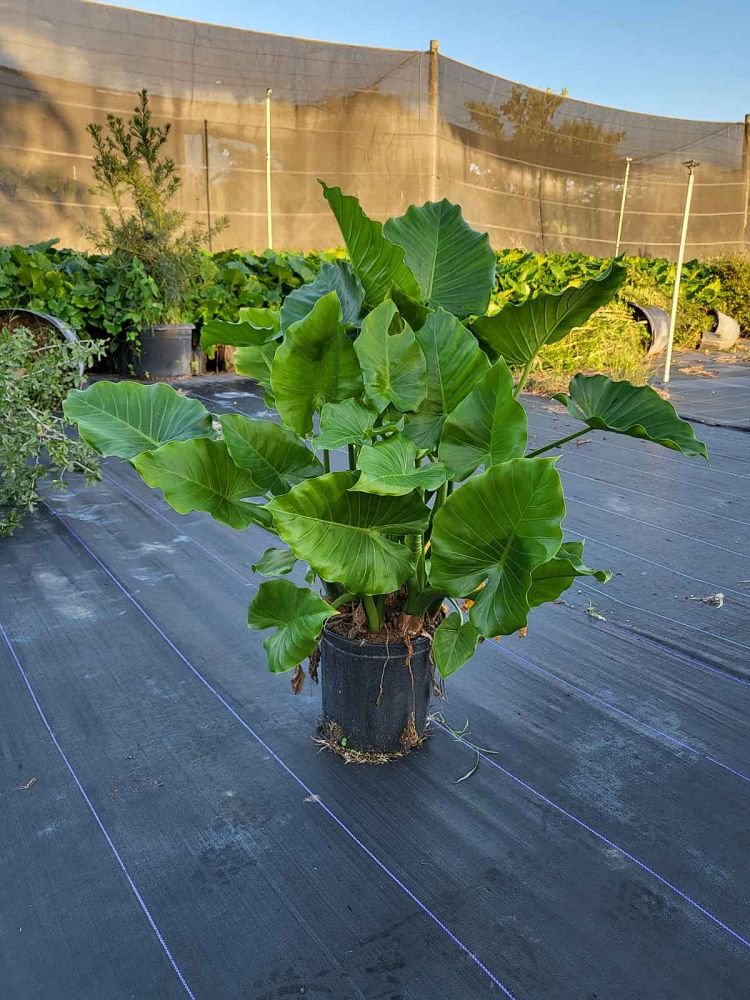 alocasia-elephant-ear