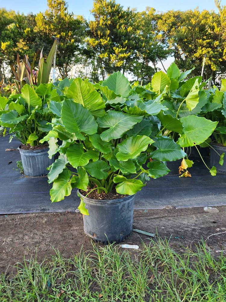 alocasia-elephant-ear