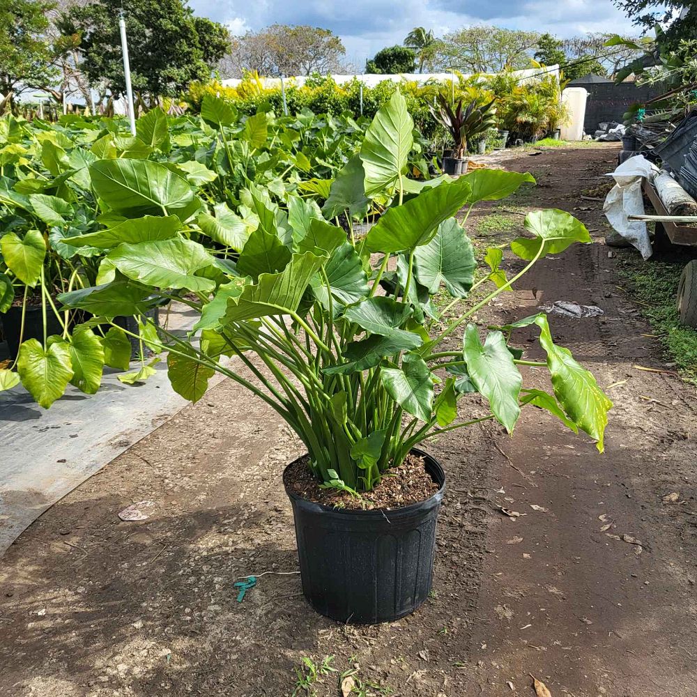 alocasia-elephant-ear