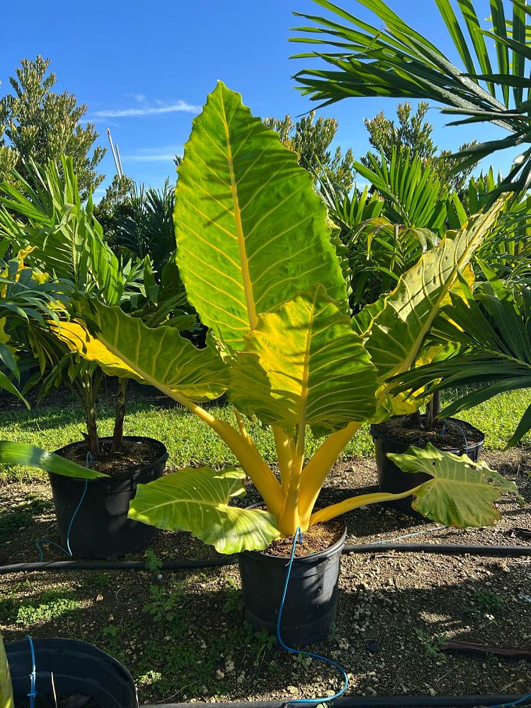 alocasia-elephant-ear
