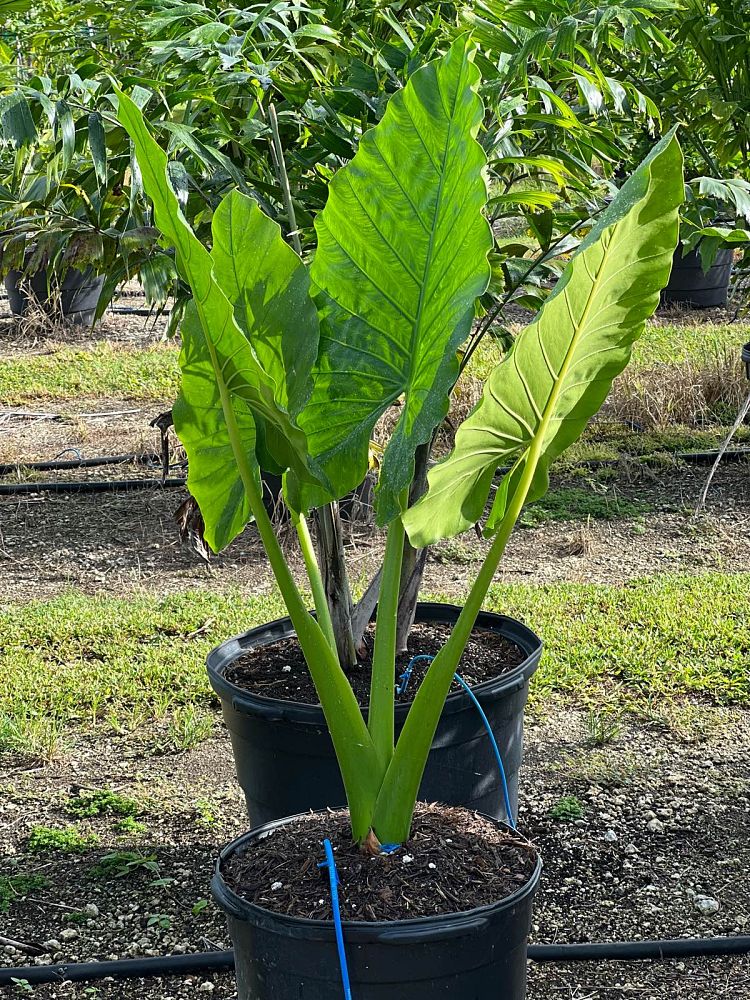 alocasia-elephant-ear