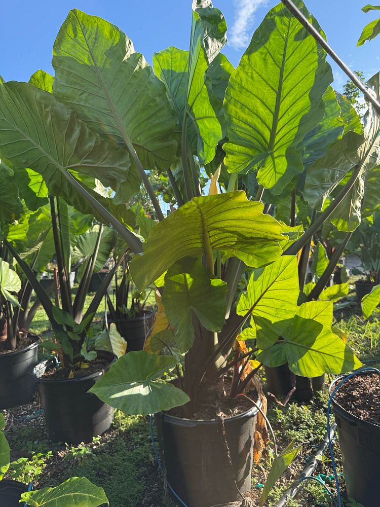 alocasia-elephant-ear