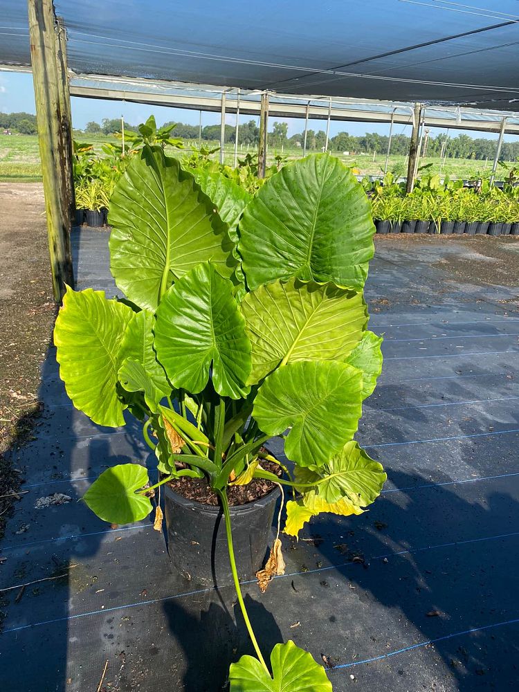 alocasia-elephant-ear