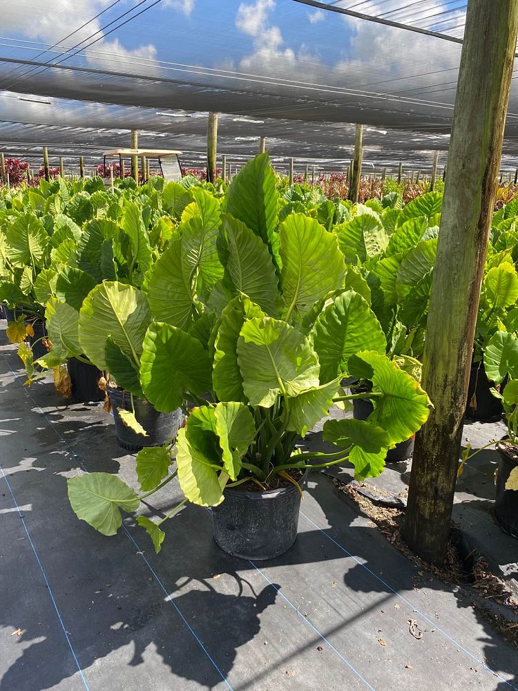 alocasia-elephant-ear