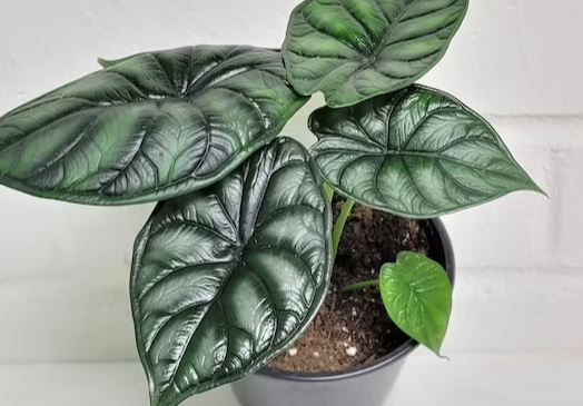 alocasia-elephant-ear