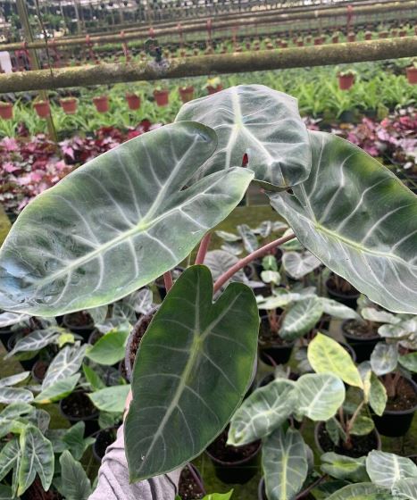 alocasia-elephant-ear