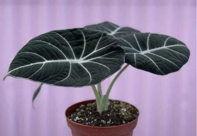 alocasia-elephant-ear
