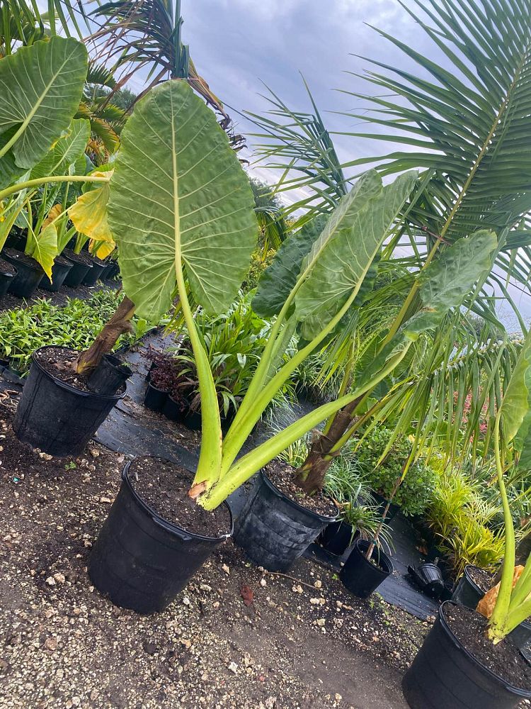 alocasia-elephant-ear
