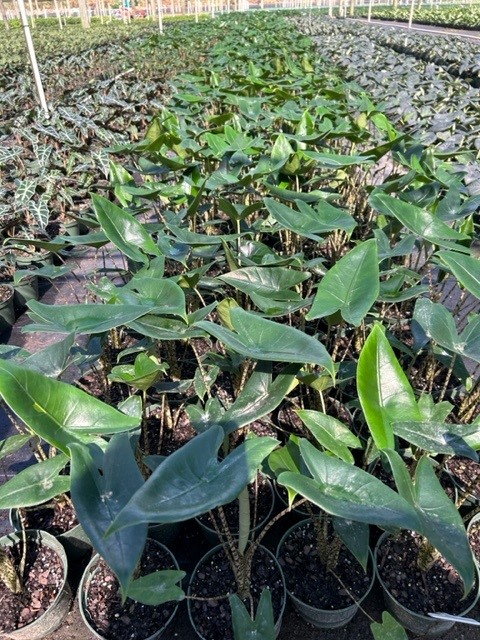 alocasia-elephant-ear